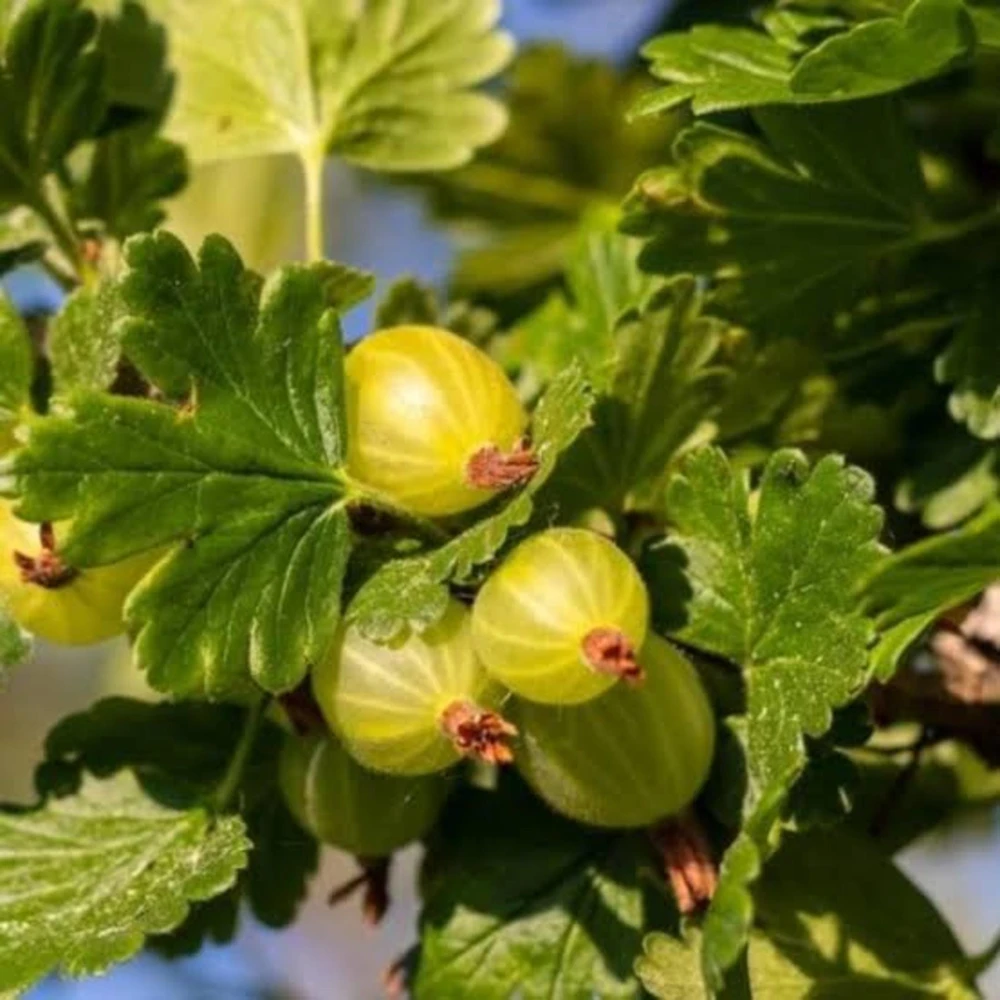 3 Pixwell Gooseberry Starter Plant - Live Fruit Bush - Sweet Purple Berry 4-8in - Image 5