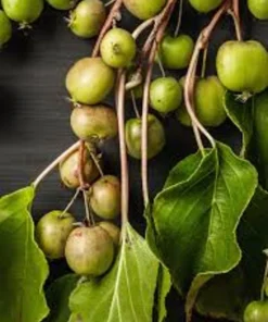 3 Prolific Kiwi Vine Live Plant Plugs - Hardy Actinidia Arguta Self-Pollinating - Image 3