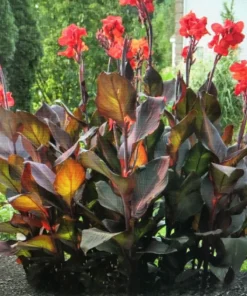 3 Red Canna Lily Bulbs – Tall Bronze Leaf Plant Rhizomes – Outdoor - Image 2