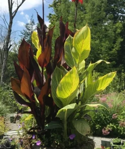 3 Red Canna Lily Bulbs – Tall Bronze Leaf Plant Rhizomes – Outdoor - Image 3