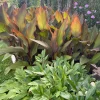 3 Red Canna Lily Bulbs – Tall Bronze Leaf Plant Rhizomes – Outdoor - Image 1