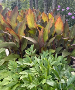 3 Red Canna Lily Bulbs – Tall Bronze Leaf Plant Rhizomes – Outdoor - Image 1