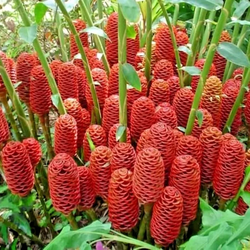 3 Shampoo Ginger Rhizomes – Zingiber Zerumbet Pine Cone Ginger Tropical Live Plant - Image 2