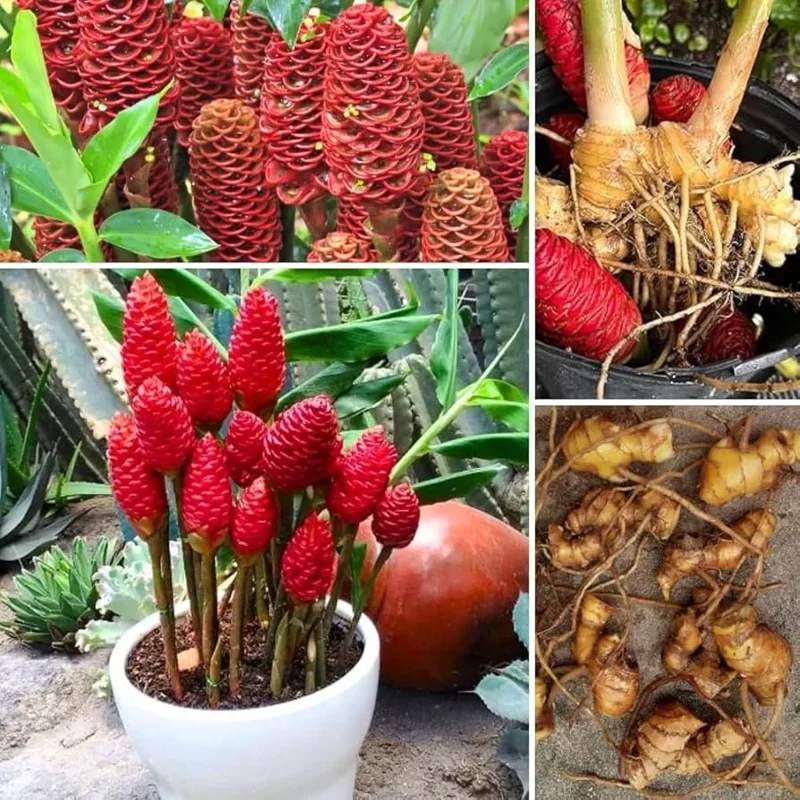 3 Shampoo Ginger Rhizomes – Zingiber Zerumbet Pine Cone Ginger Tropical Live Plant - Image 3
