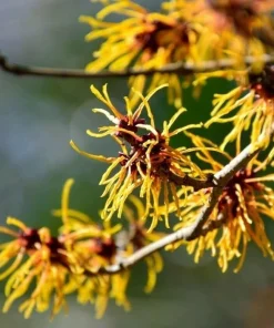 3 Witch Hazel Live Plants - 10-16