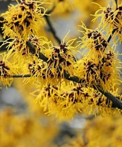 3 Witch Hazel Live Plants - 10-16