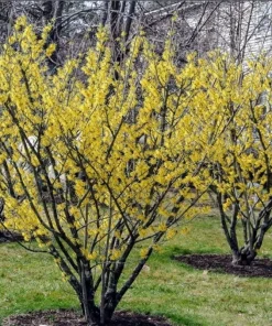 3 Witch Hazel Live Plants - 10-16