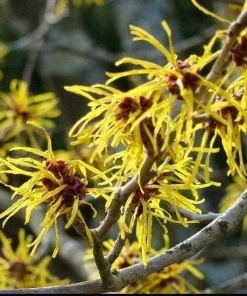 3 Witch Hazel Live Plants - 10-16