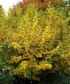 3 Witch Hazel Live Plants - 10-16