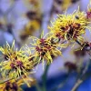 3 Witch Hazel Live Plants - 10-16" Tall Yellow Flowering Shrubs in Pots - Image 1