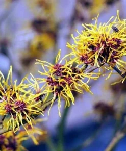 3 Witch Hazel Live Plants - 10-16
