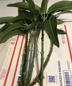 3 Xoai Tuong Elephant Mango Cuttings Scions for Grafting - Fruit Tree - Image 2
