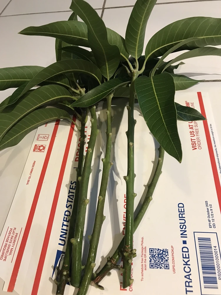 3 Xoai Tuong Elephant Mango Cuttings Scions for Grafting - Fruit Tree - Image 2