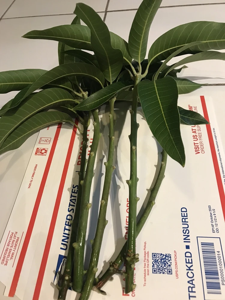 3 Xoai Tuong Elephant Mango Cuttings Scions for Grafting - Fruit Tree - Image 3