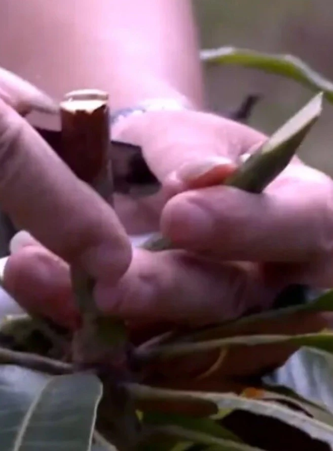 3 Xoai Tuong Elephant Mango Cuttings Scions for Grafting - Fruit Tree - Image 4