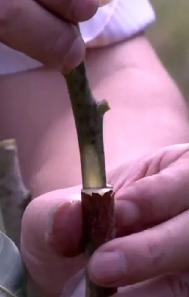 3 Xoai Tuong Elephant Mango Cuttings Scions for Grafting - Fruit Tree - Image 5