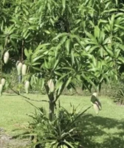 3 Xoai Tuong Elephant Mango Cuttings Scions for Grafting - Fruit Tree - Image 7