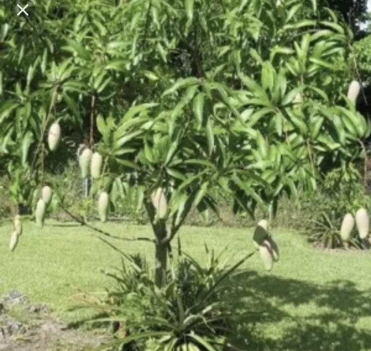 3 Xoai Tuong Elephant Mango Cuttings Scions for Grafting - Fruit Tree - Image 7