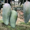 3 Xoai Tuong Elephant Mango Cuttings Scions for Grafting - Fruit Tree - Image 1