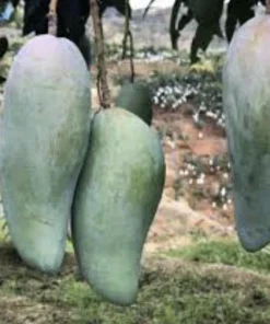3 Xoai Tuong Elephant Mango Cuttings Scions for Grafting - Fruit Tree - Image 1