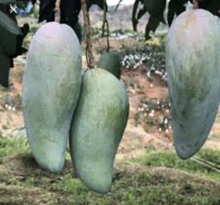 3 Xoai Tuong Elephant Mango Cuttings Scions for Grafting - Fruit Tree - Image 1