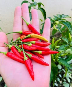 30 Birds Eye Chili Pepper (Chiltepin) Vegetable Seeds - Capsicum Frutescens - Image 10