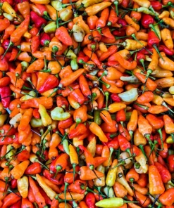 30 Birds Eye Chili Pepper (Chiltepin) Vegetable Seeds - Capsicum Frutescens - Image 11