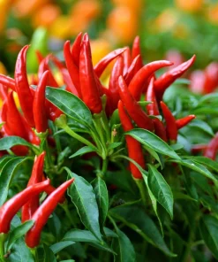 30 Birds Eye Chili Pepper (Chiltepin) Vegetable Seeds - Capsicum Frutescens - Image 2