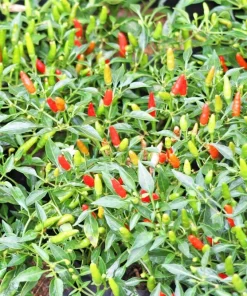 30 Birds Eye Chili Pepper (Chiltepin) Vegetable Seeds - Capsicum Frutescens - Image 3