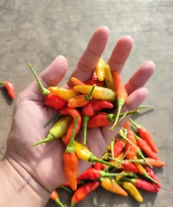 30 Birds Eye Chili Pepper (Chiltepin) Vegetable Seeds - Capsicum Frutescens - Image 4