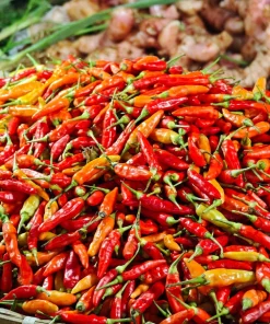 30 Birds Eye Chili Pepper (Chiltepin) Vegetable Seeds - Capsicum Frutescens - Image 5
