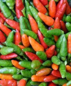 30 Birds Eye Chili Pepper (Chiltepin) Vegetable Seeds - Capsicum Frutescens - Image 1