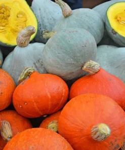 30 Blue Hubbard Squash Seeds - New England Buttercup Cucurbita Pepo - Image 10