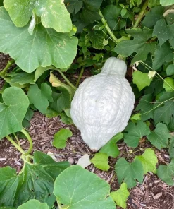30 Blue Hubbard Squash Seeds - New England Buttercup Cucurbita Pepo - Image 11