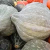 30 Blue Hubbard Squash Seeds - New England Buttercup Cucurbita Pepo - Image 1