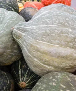 30 Blue Hubbard Squash Seeds - New England Buttercup Cucurbita Pepo - Image 1