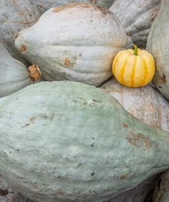 30 Blue Hubbard Squash Seeds - New England Buttercup Cucurbita Pepo - Image 2
