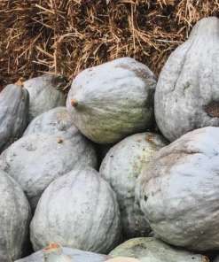 30 Blue Hubbard Squash Seeds - New England Buttercup Cucurbita Pepo - Image 3