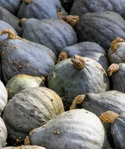 30 Blue Hubbard Squash Seeds - New England Buttercup Cucurbita Pepo - Image 4