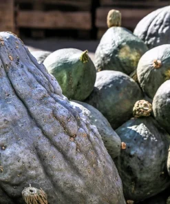 30 Blue Hubbard Squash Seeds - New England Buttercup Cucurbita Pepo - Image 5