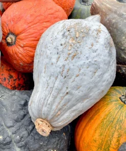 30 Blue Hubbard Squash Seeds - New England Buttercup Cucurbita Pepo - Image 7