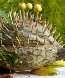 30 Blue Hubbard Squash Seeds - New England Buttercup Cucurbita Pepo - Image 8