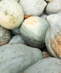 30 Blue Hubbard Squash Seeds - New England Buttercup Cucurbita Pepo - Image 9