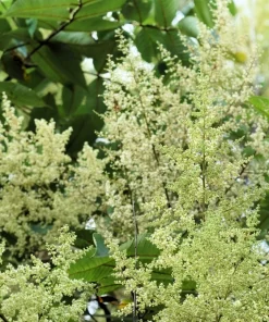 30 Chinese Sumac Tree Seeds - Rhus Chinensis Seeds, Nutgall White Flowers Red Berries - Image 10