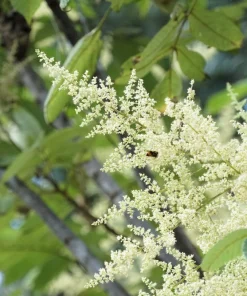 30 Chinese Sumac Tree Seeds - Rhus Chinensis Seeds, Nutgall White Flowers Red Berries - Image 11
