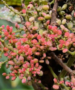 30 Chinese Sumac Tree Seeds - Rhus Chinensis Seeds, Nutgall White Flowers Red Berries - Image 2