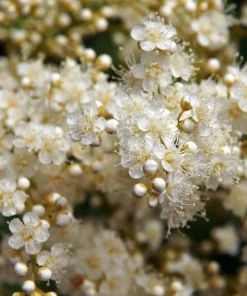 30 Chinese Sumac Tree Seeds - Rhus Chinensis Seeds, Nutgall White Flowers Red Berries - Image 3