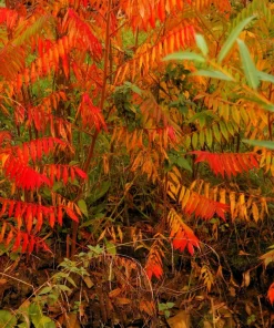 30 Chinese Sumac Tree Seeds - Rhus Chinensis Seeds, Nutgall White Flowers Red Berries - Image 4