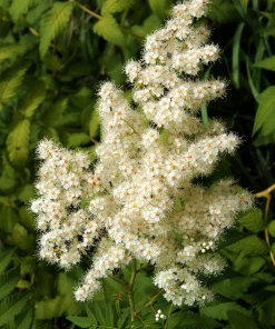 30 Chinese Sumac Tree Seeds - Rhus Chinensis Seeds, Nutgall White Flowers Red Berries - Image 5