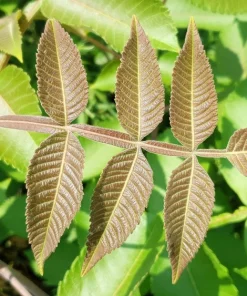 30 Chinese Sumac Tree Seeds - Rhus Chinensis Seeds, Nutgall White Flowers Red Berries - Image 6